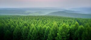 foret de pin PEFC