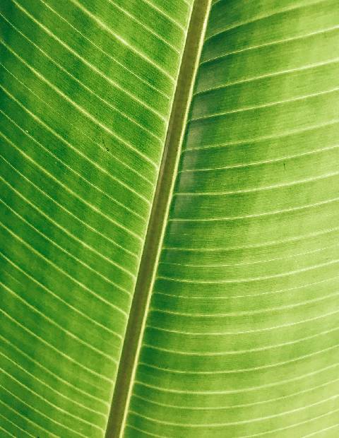 feuille verte de plante pour les démarches écologiques des usines partenaires.